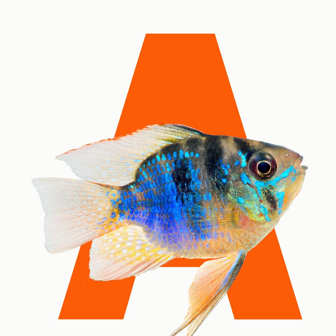 Fish (الأسماك)